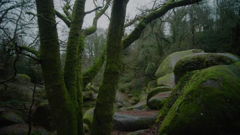 Large-Moss-Covered-Tree-With-No-Leaves,-Pan-Down-To-Reveal-Moss-Covered-Boulders