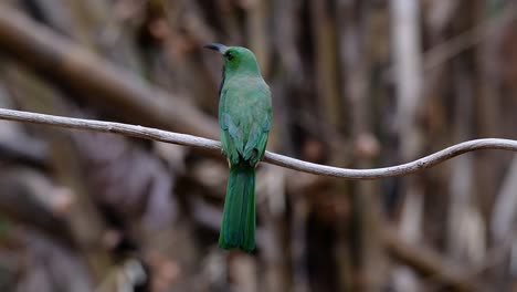 el abejaruco de barba azul se encuentra en la península de malaya, incluida tailandia, en claros de bosques particulares
