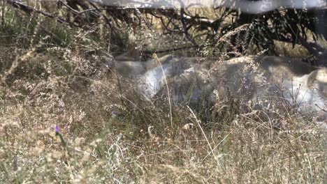 león acostado en la reserva nacional de leones en un día de viento en ciudad del cabo, sudáfrica
