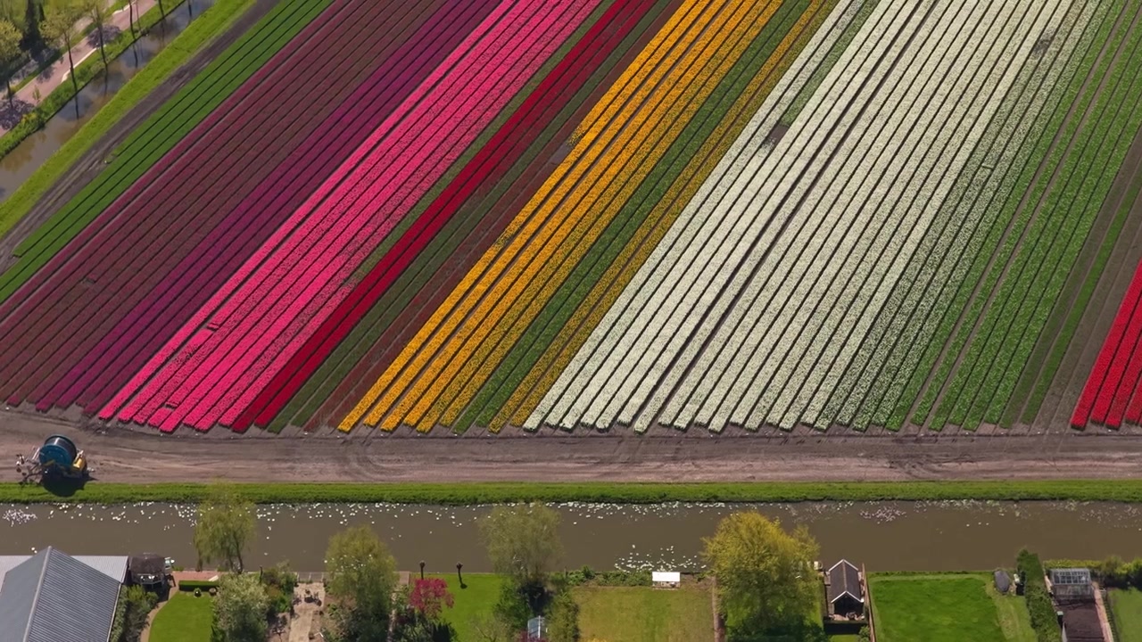 Vista aerea che sorvola un villaggio olandese e campi di tulipani colorati nei Paesi Bassi