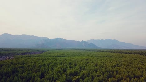 Green-forest-mountains-sky-4k