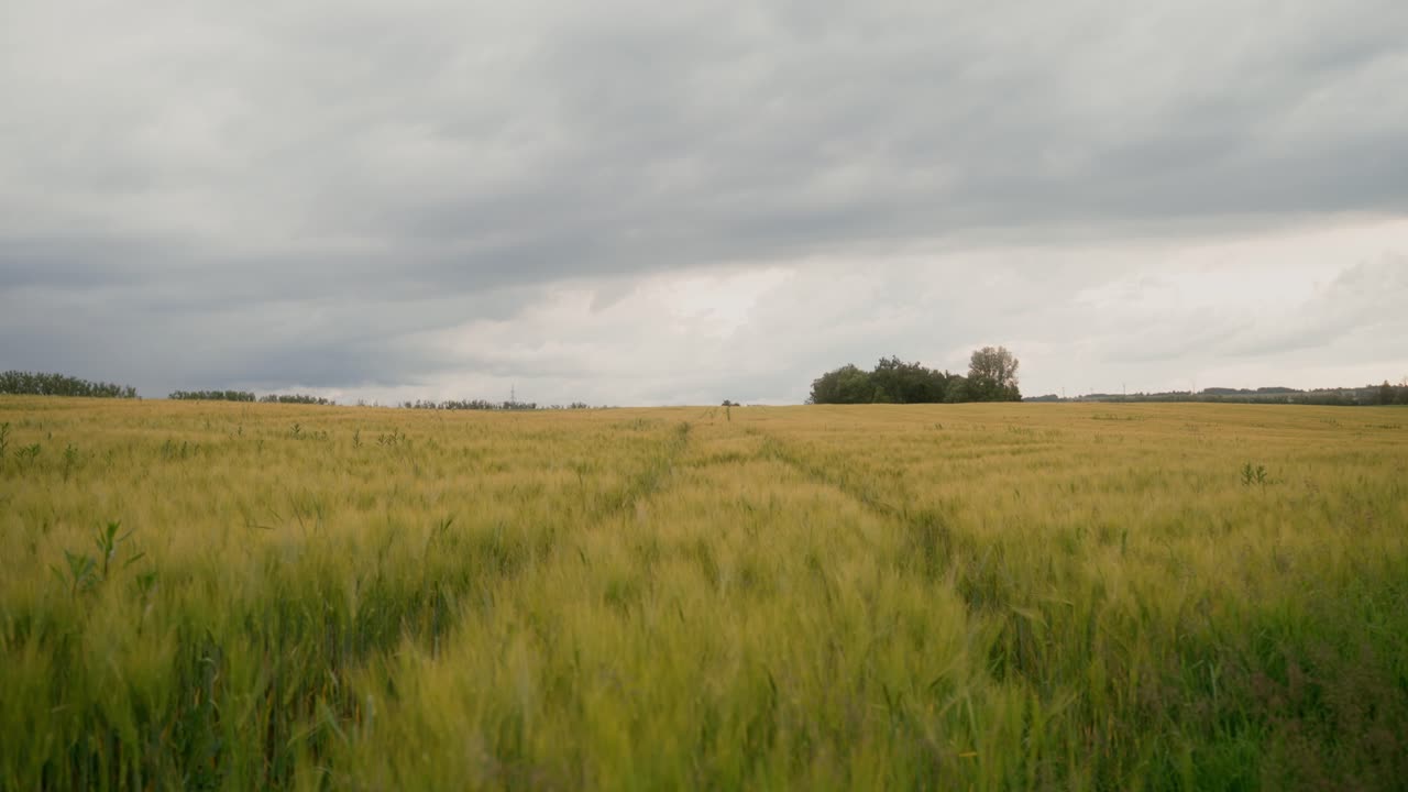 Field of growing grain on a calm spring day