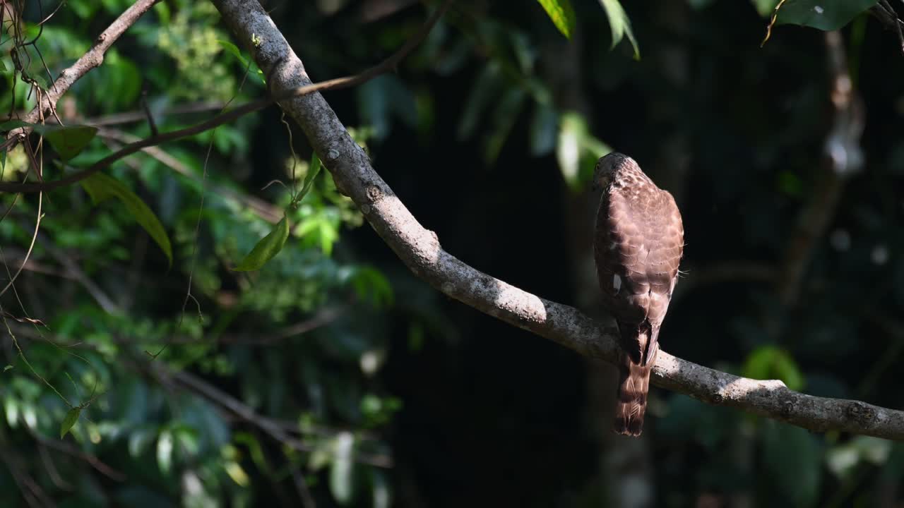 shikra, accipiter badius, 카오 야이 국립 공원, 태국