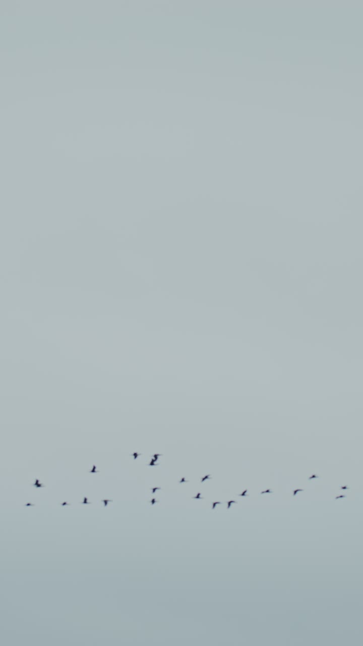 bandada de pájaros volando en el cielo