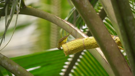 the brown-throated sunbird , also known as the plain-throated sunbird enjoying coconut flower on the tree