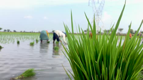 women busy in planting paddy seedlings