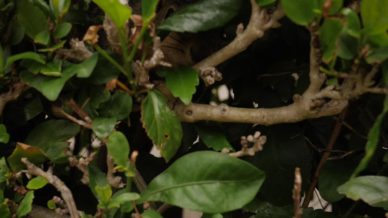 회색 다람쥐는 잡초 덤불에 서서 주위를 둘러본 다음 풀밭으로 뛰어든다