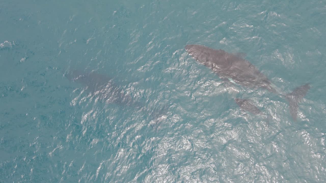 호주 골드 코스트의 맑은 물에서 볼 수 있는 바다 밑에서 헤엄치는 혹등고래