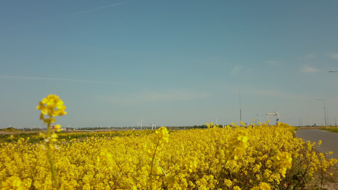 close up shot of the yellow mustard flowers on a sunny day near the road.