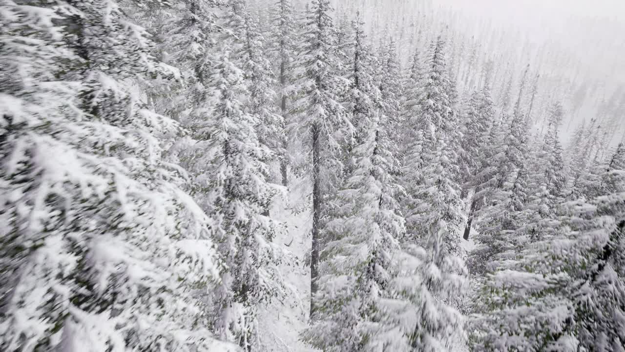 겨울 숲 위의 비행