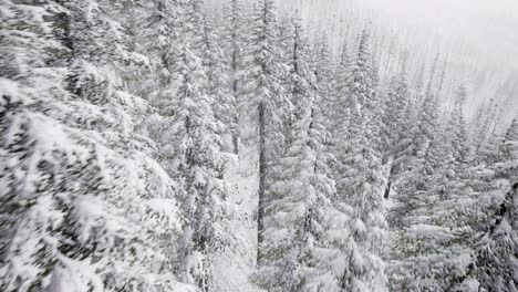flight above winter forest