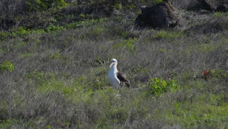 a laysan albatross stands guard over the colony nesting grounds at kaena point in western oahu hawaii