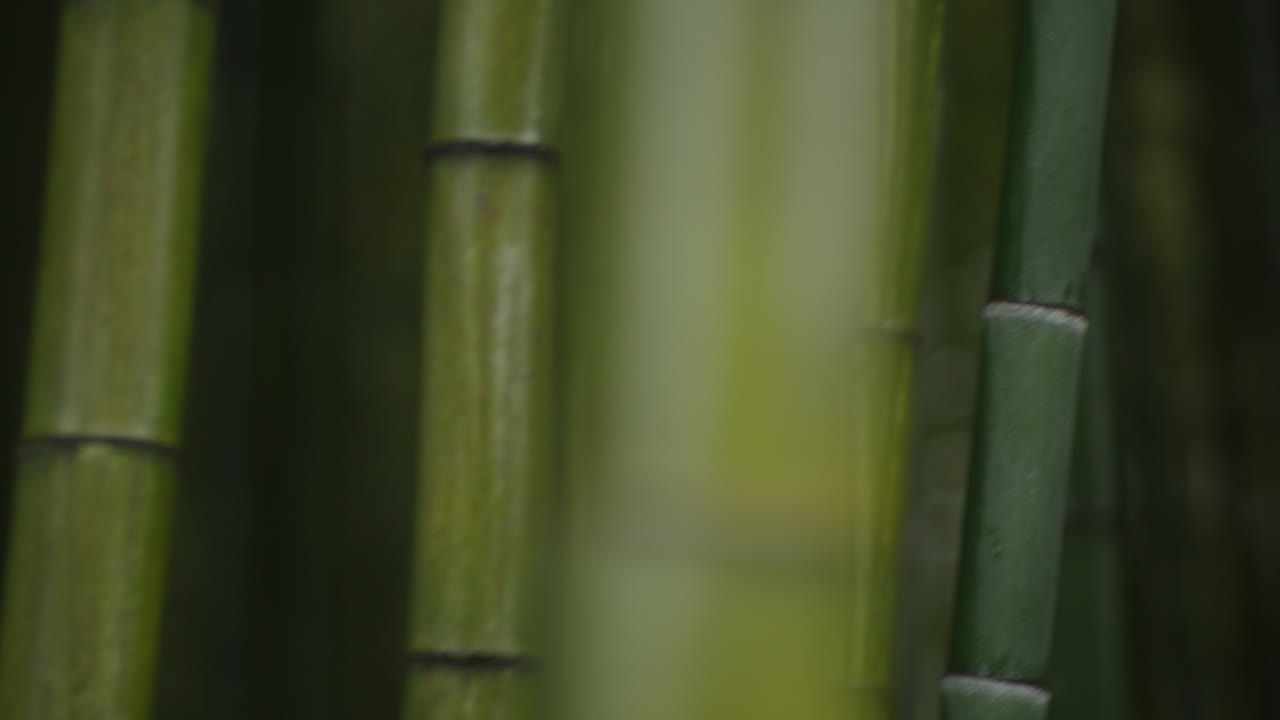 mirando árboles de bambú con mucho movimiento