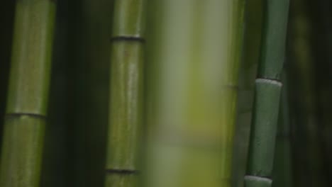 Looking-at-bamboo-trees-with-lots-of-movement