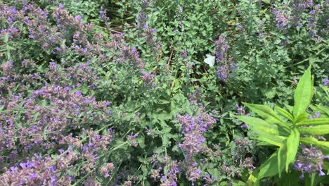 Mariposa-Blanca-Sentada-En-Una-Planta-De-Lavanda