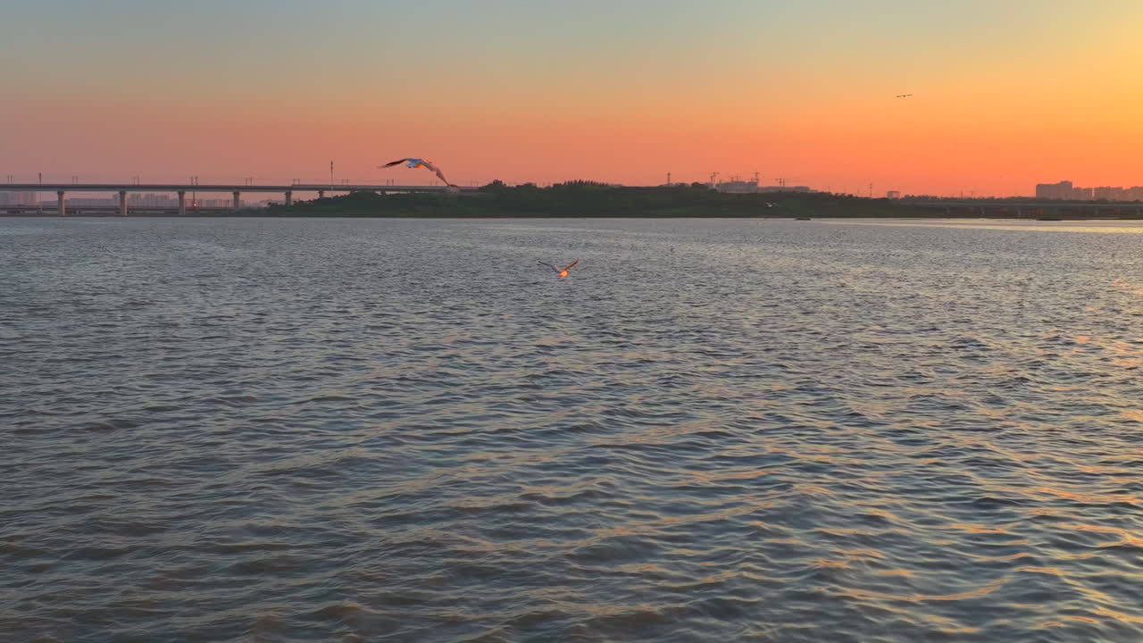 Seagulls fly over the sea，A group of seagulls are flying on the blue sea