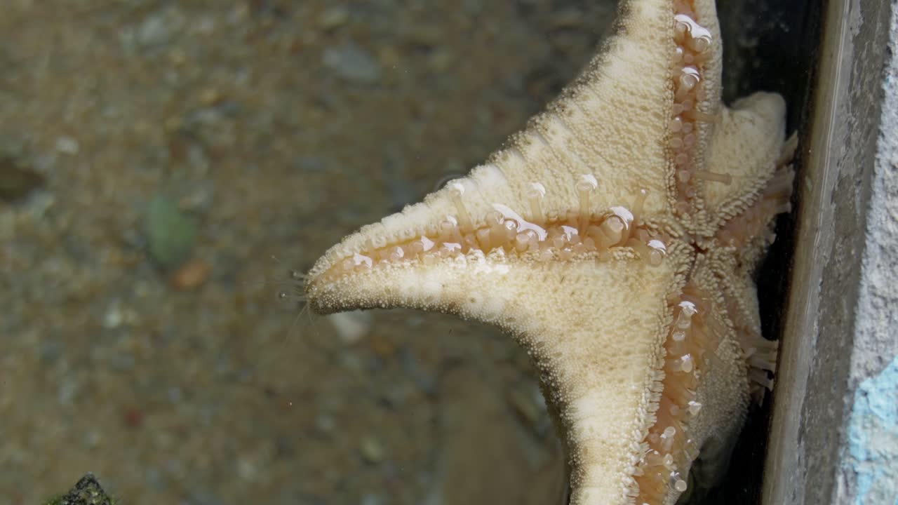 A close-up view of a starfish in its natural coastal habitat showcasing marine life detail.