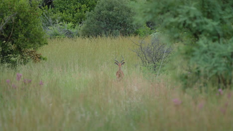 impala in the african savanna