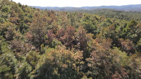 Bosque-De-Drone-Rápido-Volando