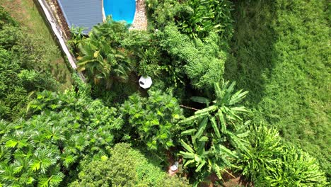 Small-swimming-pool-in-tropical-garden