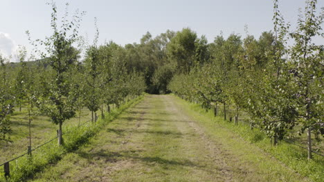 Drone-fly-between-trees-in-agricultural-field