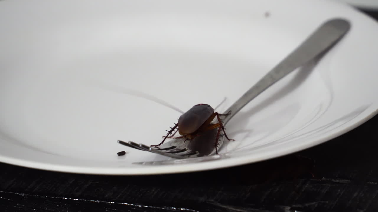 primer plano de cardán, de cucaracha en placa con tenedor