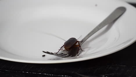 close up gimbal shot, of cockroach on plate with fork