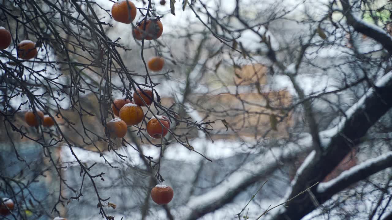 Æbletræ med modne, frosne frugter dækket af sne på hvid baggrund. Hvid sne falder på grenene med æbler hængende på træet.