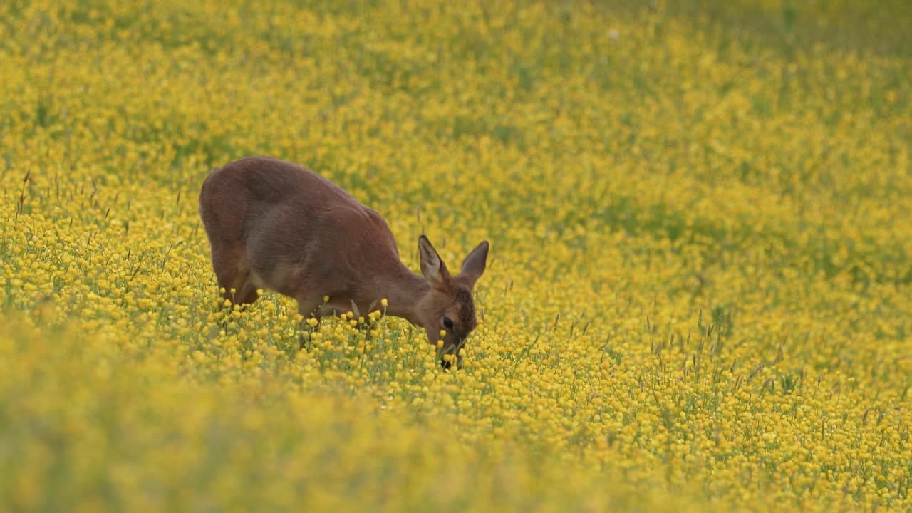 corzo en un campo de ranúnculos