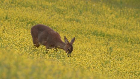 roe deer in a field of buttercups