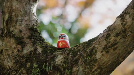 small daruma good luck doll in tree at katsuoji in minoh, osaka 4k