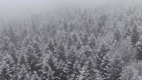 Misterioso-Bosque-De-Invierno-Con-árboles-Cubiertos-De-Nieve-En-Nevadas,-Paisaje-Idílico