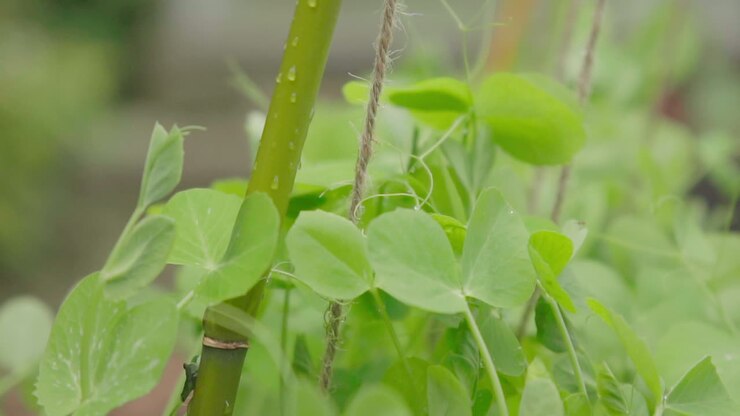 Snow pea growing in the garden