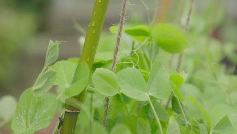 Snow-pea-growing-in-the-garden