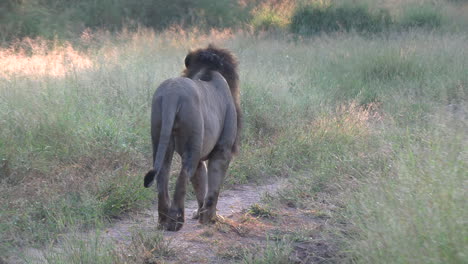 Lone-adult-male-lion-walks-away-on-dirt-road-by-tall-green-grass