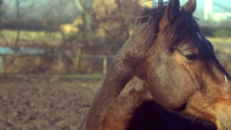 Pan-to-beautiful-brown-horse-standing-in-paddock,-close-up,-slow-mo