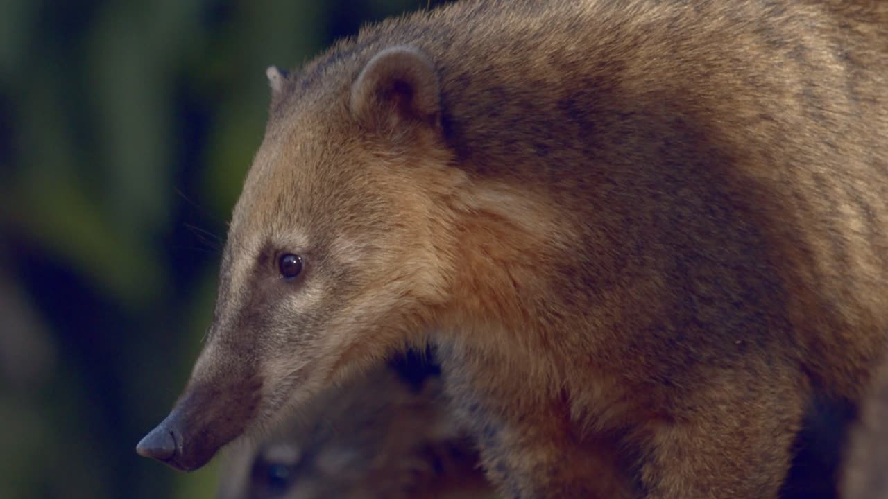 Primo piano ravvicinato con teleobiettivo di un Coati dalla coda ad anelli, che osserva con cautela insieme al suo gruppo