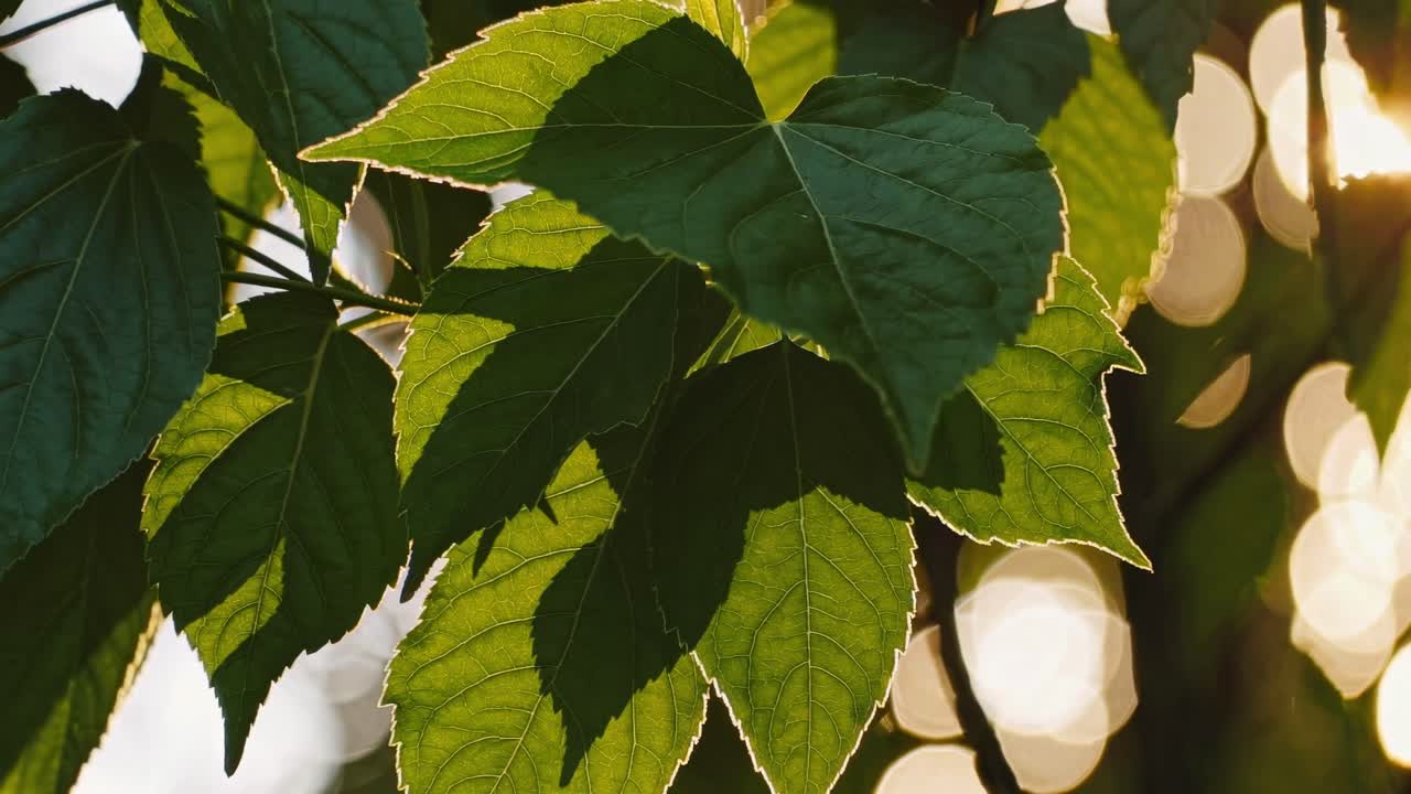 Close-up video of sunlit green leaves with a bokeh effect, shot from a low angle, capturing the play