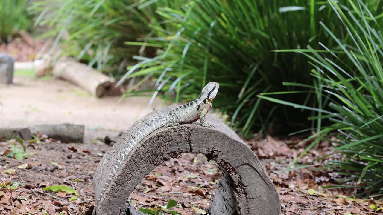 リスは自然の中でコンクリートの車輪を回って動きます