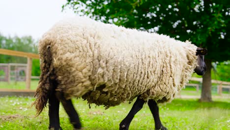 Sheep-chew-grass-and-slowly-walk-away-at-enclosed-green-grass-pasture,-Czechia