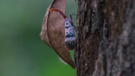 visto subiendo en la corteza del árbol visto desde su lado, insecto linterna pirops ducalis, parque nacional khao yai, tailandia