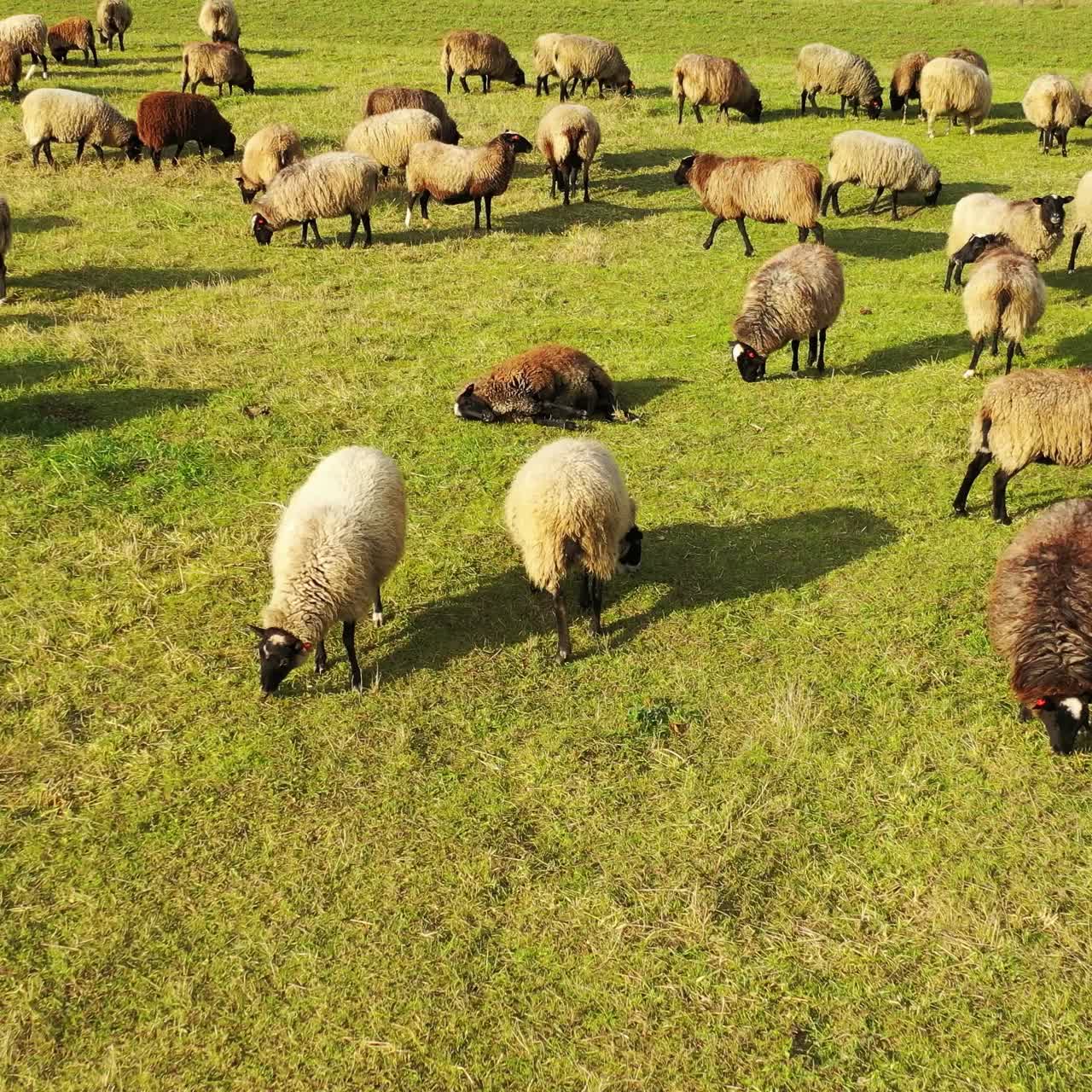 Riprese aeree di un gregge di pecore al pascolo in un campo verde. Prato verde con molte pecore.