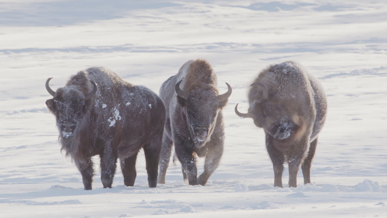 tres bisontes europeos con vapor de aliento de pie en el frío paisaje de invierno nevado