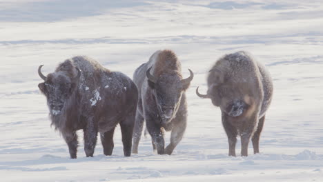 Drei-Europäische-Bisons-Mit-Atemdampf-Stehen-In-Einer-Kalten,-Verschneiten-Winterlandschaft