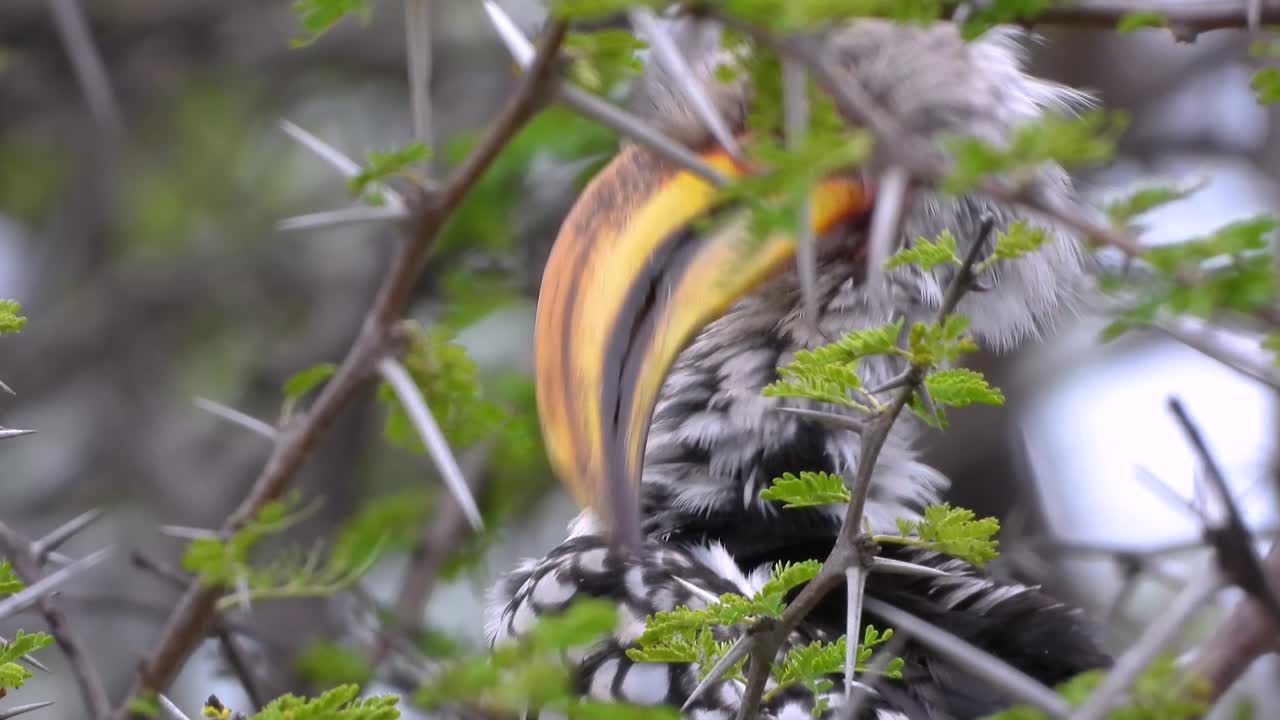 Southern Yellow-billed Hornbill bird species native to South Africa Tockus leucomelas