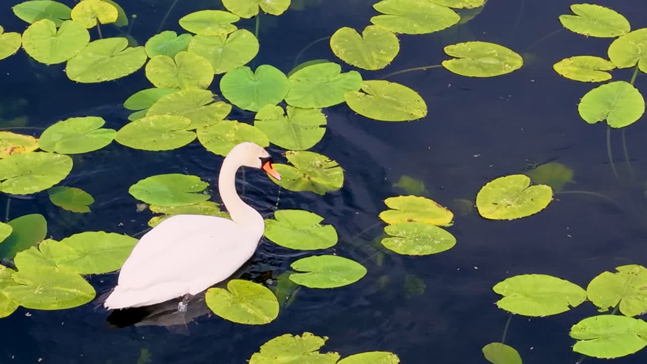 Close-up aerial view of a white egret standing on floating green lily pads in a calm pond