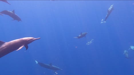 Spinner-dolphin-swimming-laterally,-Mazunte,-Oaxaca,-Mexico,-slow-motion