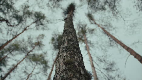 Up shot from bottom of tree trunk to forest canopy