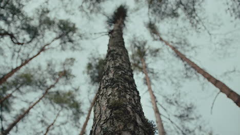 up shot from bottom of tree trunk to forest canopy