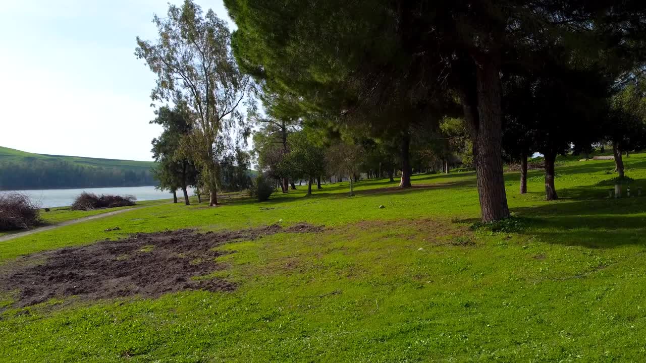 dolly aéreo entre árboles en un día soleado